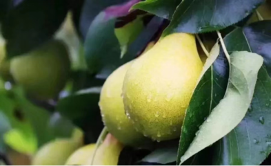 豐收節(jié)里話農(nóng)村經(jīng)濟(jì)發(fā)展 央視點(diǎn)贊京東惠民小站助力農(nóng)產(chǎn)品上行